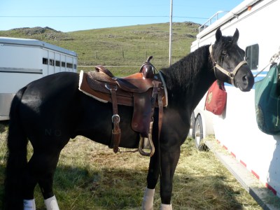 Noble-T Desperado 10